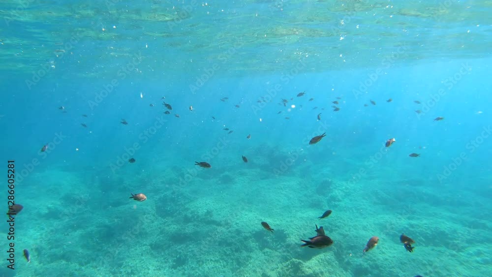 underwater view of dark fish in Alghero turquoise sea. Sardinia, Italy underwater view of dark fish in Alghero turquoise sea. Sardinia, Italy
