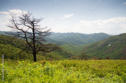 Shenandoah