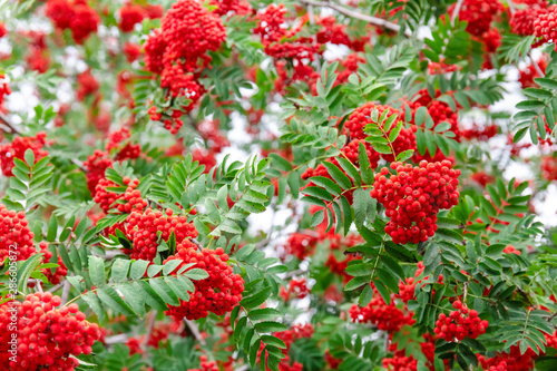 bright red bunches of mountain ash on the branches