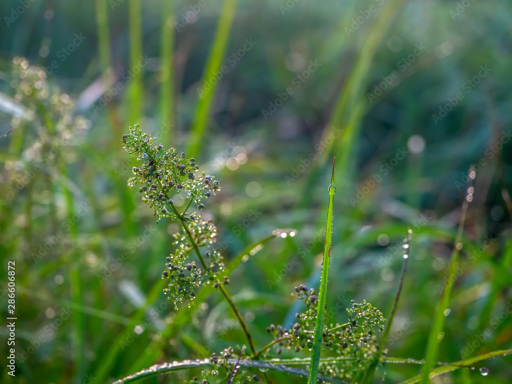 Drops of dew on the green grass. Sunset. Drops of dew on the green grass. Sunset.