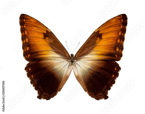 Morpho hecuba butterfly on white background photo