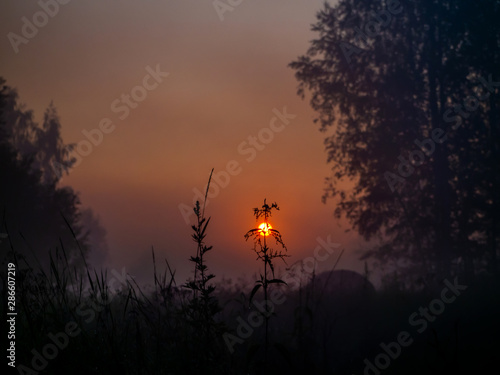 The red morning sun rises between the trees