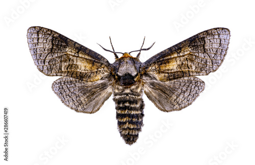Cossus cossus butterfly on isolated on white background