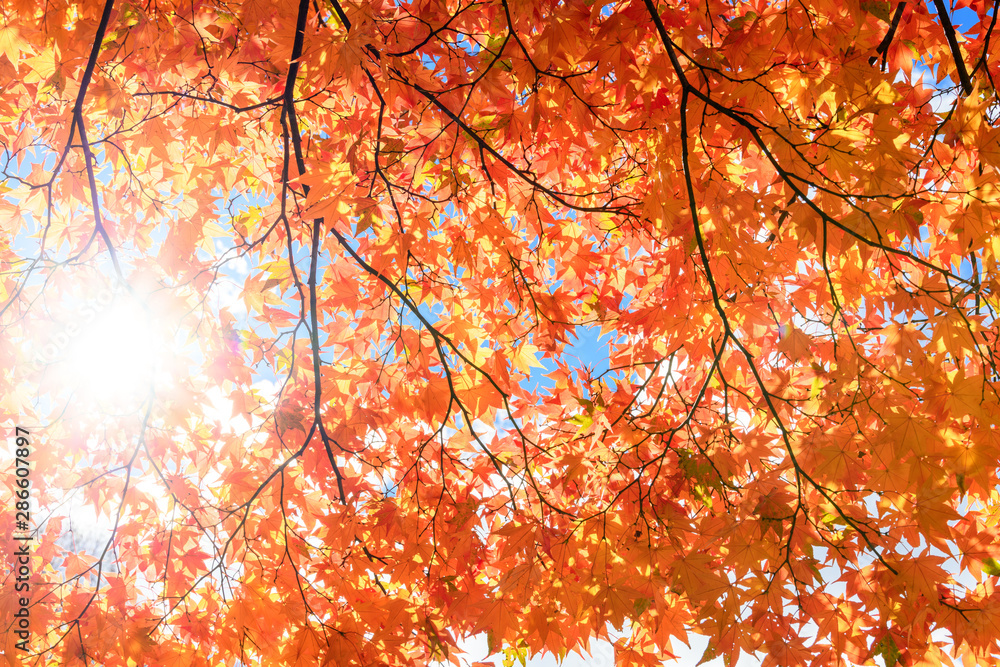 オオモミジの紅葉