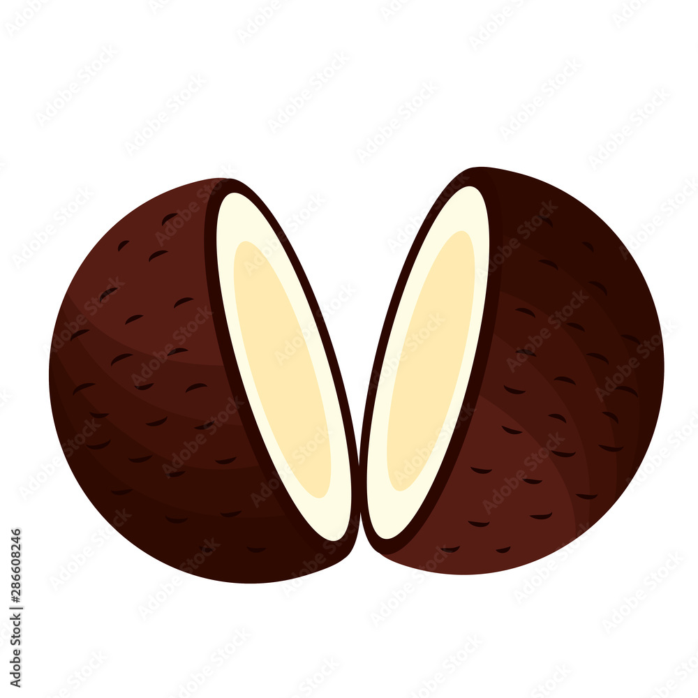 Obraz premium Isolated coconut fruit vector design