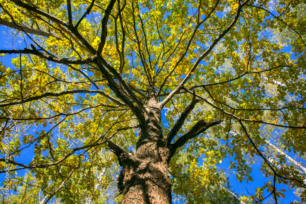 Fototapeta premium Fragment of the huge trunk and lush crown of a relic oak tree under the golden sunbeams.Eastern Europe.