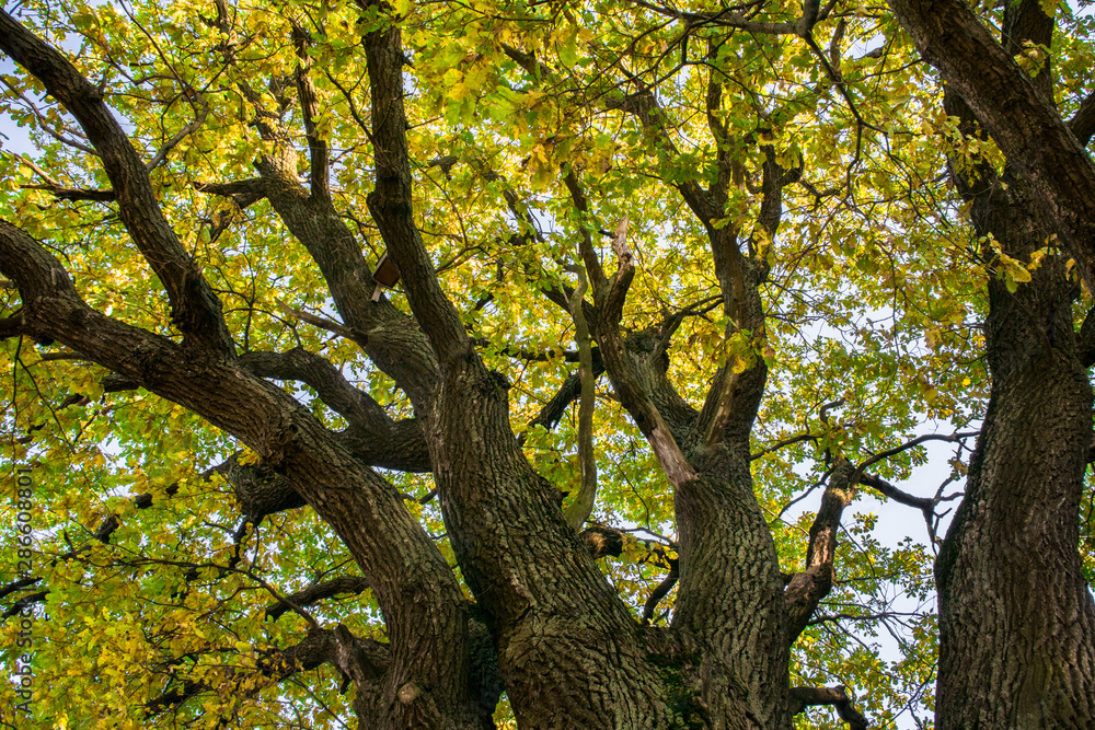 Fragment of the huge trunk and lush crown of a relic oak tree under the golden sunbeams.Eastern Europe. Fragment of the huge trunk and lush crown of a relic oak tree under the golden sunbeams.Eastern Europe.