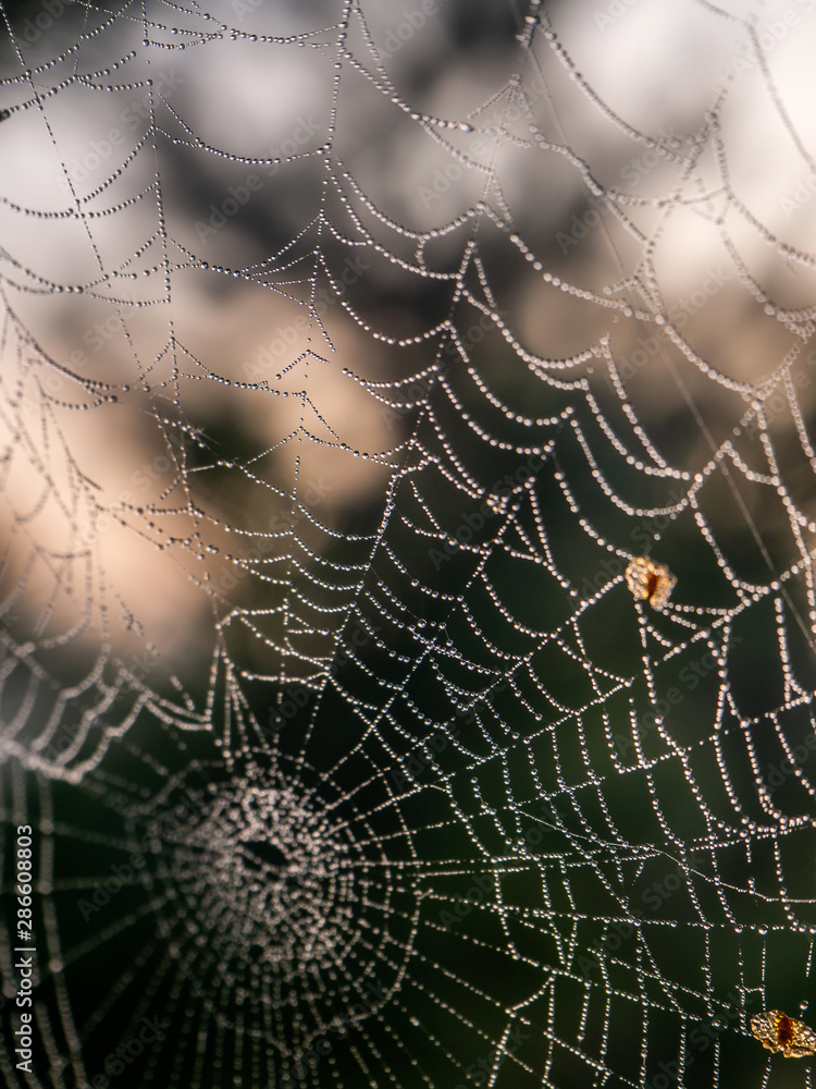 Naklejka premium Morning drops of dew on the web, close-up