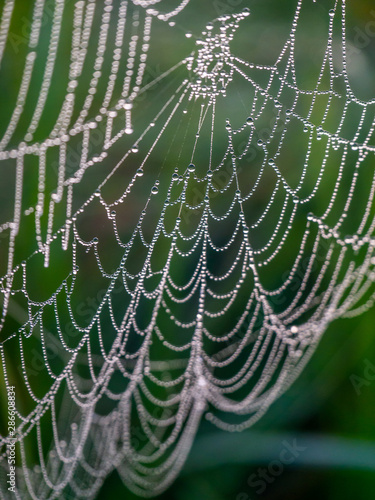 Morning drops of dew on the web, close-up