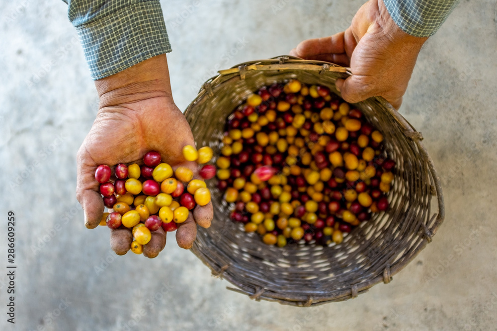 Farmer Showing his Yellow and Red Organic Coffee Fruit Harvest in Coroico, Bolivia
