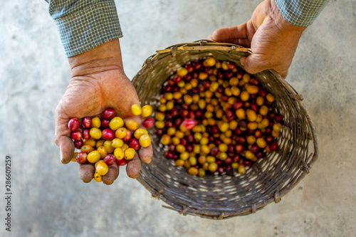 Farmer Showing his Yellow and Red Organic Coffee Fruit Harvest in Coroico, Bolivia photo