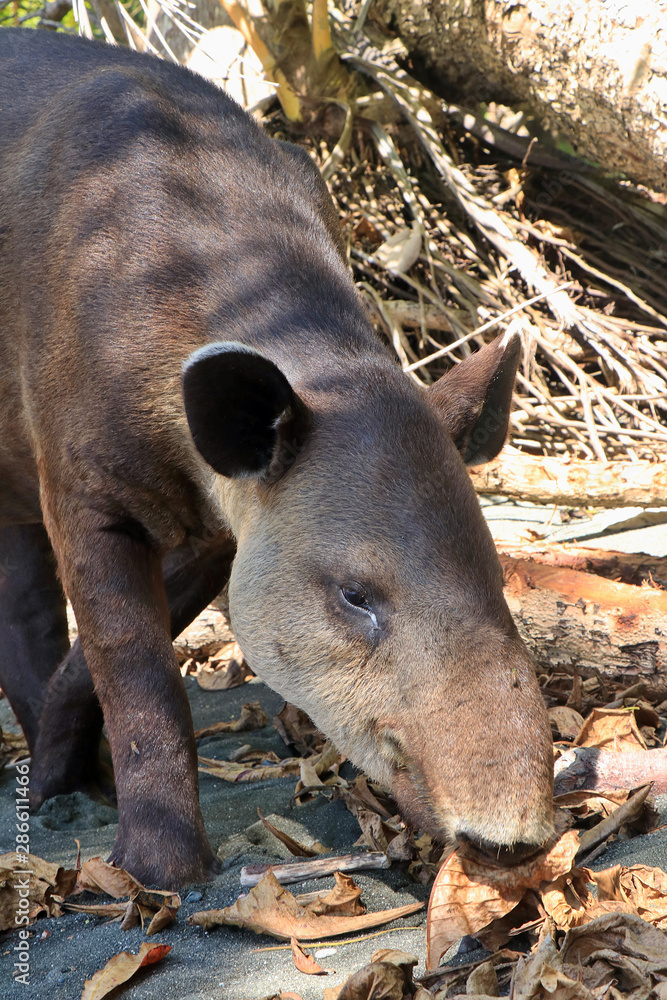 A rare, endangered Baird's Tapir (Tapirus bairdii) on a beach in the Corcovado National Park, on the Osa Peninsula in Puntarenas Province, Costa Rica. A rare, endangered Baird's Tapir (Tapirus bairdii) on a beach in the Corcovado National Park, on the Osa Peninsula in Puntarenas Province, Costa Rica.