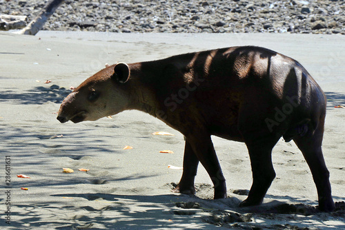 A rare, endangered Baird's Tapir (Tapirus bairdii) on a beach in the Corcovado National Park, on the Osa Peninsula in Puntarenas Province, Costa Rica. photo