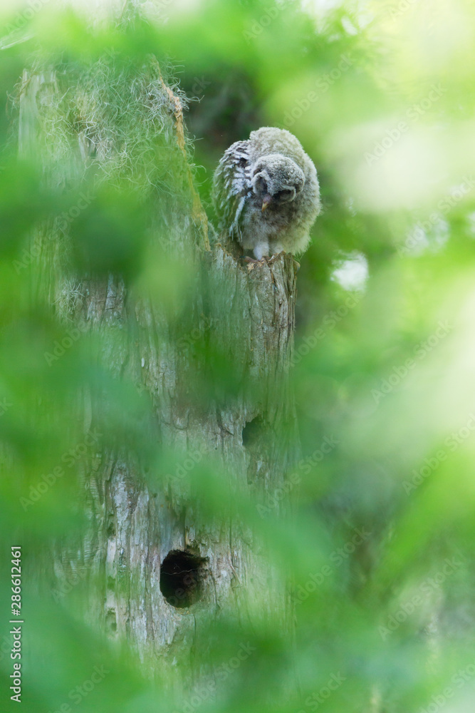 A young Barred Owl looking down for it's sibling. A young Barred Owl looking down for it's sibling.