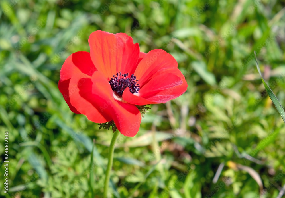Spring Blooming Anemones (Anemone coronaria) Spring Blooming Anemones (Anemone coronaria)