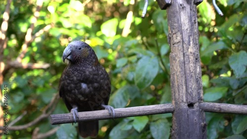 Kaka (Nestor kaka) eating on the branch in Wellington, New Zealand