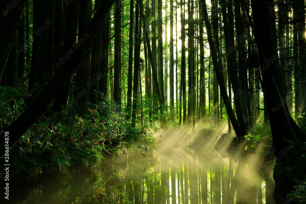 Obraz premium 夏の牛渡川