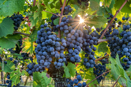 Pinot noir wine grapes in a vineyard near Wiesloch,Germany. The sun shines through the leaves creating star with many spikes photo