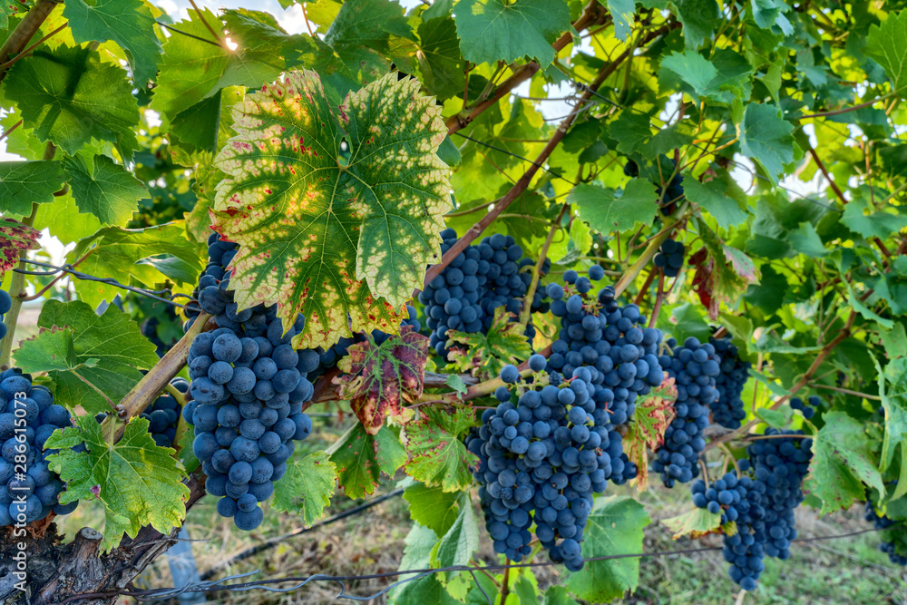 Pinot noir wine grapes in a vineyard near Wiesloch,Germany