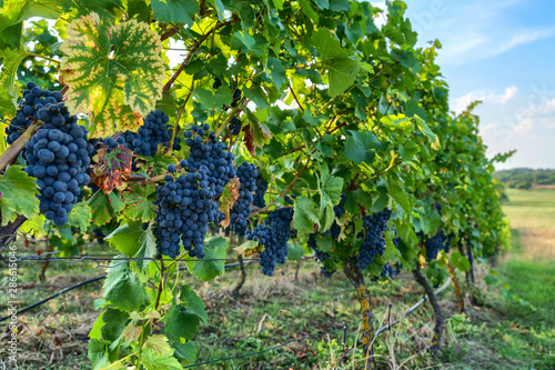 Canvas Print Pinot noir wine grapes in a vineyard near Wiesloch,Germany
