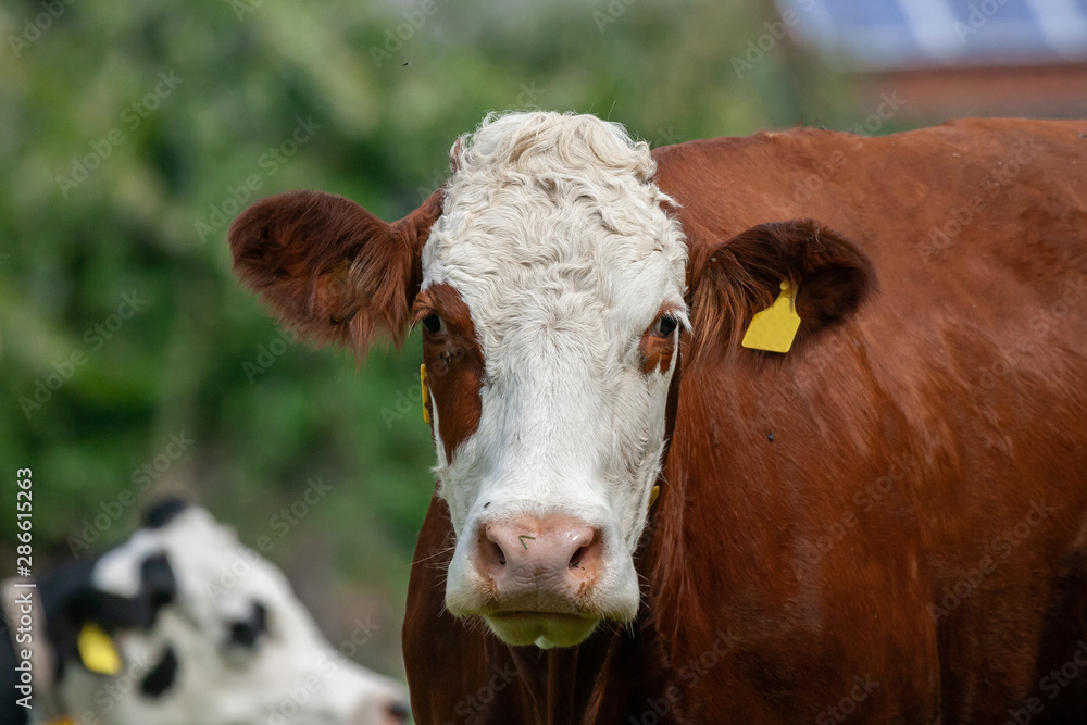 Brown-white dairy cow on a meadow of the farm