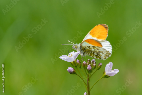 Male Orange Tip Butterfly (Anthocharis cardamines) sitting on the first spring blossoms with some copy space