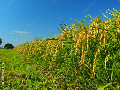 実りの稲と畦道と青空