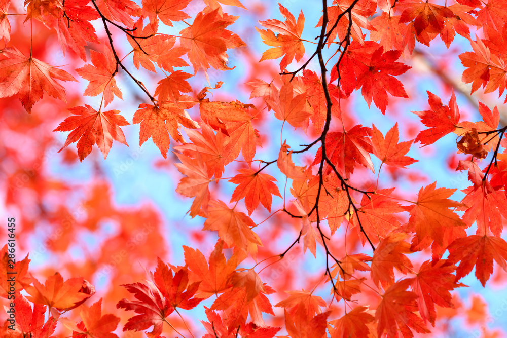 奥日光の森の紅葉