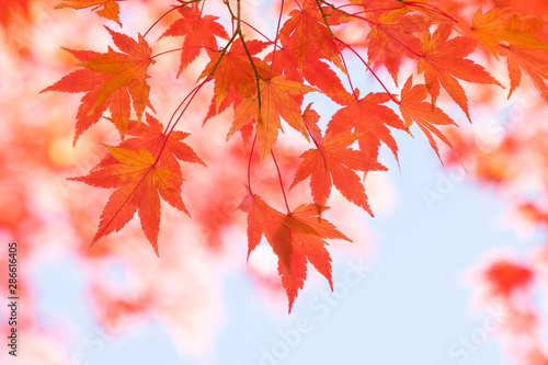 イロハモミジの紅葉