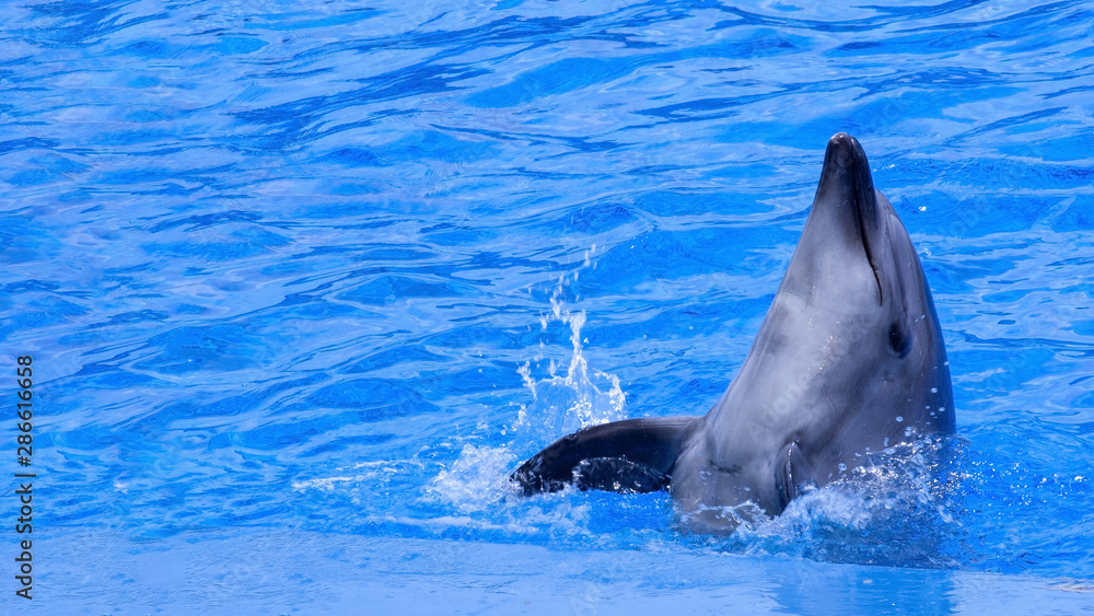 Fototapeta premium イルカと水しぶき