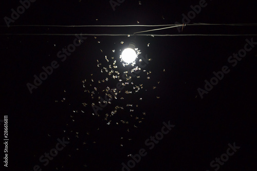 Many insects fly around  the lamp
