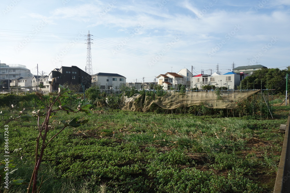 夏の終わりの東京郊外の畑