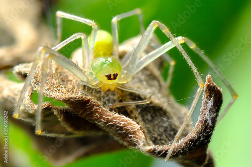Close up of the Jumping Spiders on green leaves in the morning