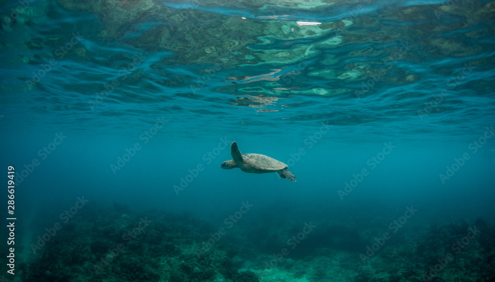 Fototapeta premium Hawaiian Green Sea Turtle