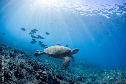 Green Sea turtle Hawaii © Adam
