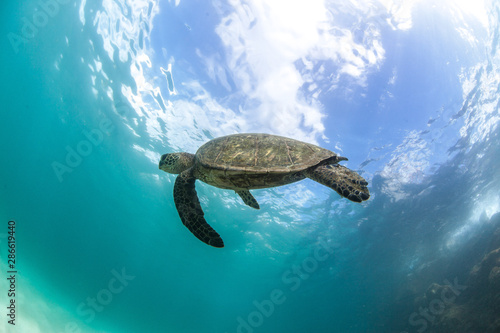 Green Sea Turtle Hawaii