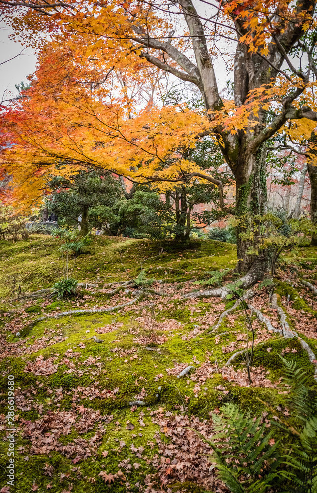 Bright orange leaves on a maple tree with some bare roots poking out of the mossy foreground