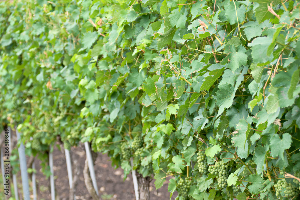 Grapevine in the national park Neusiedler See in Illmitz Burgenland Grapevine in the national park Neusiedler See in Illmitz Burgenland