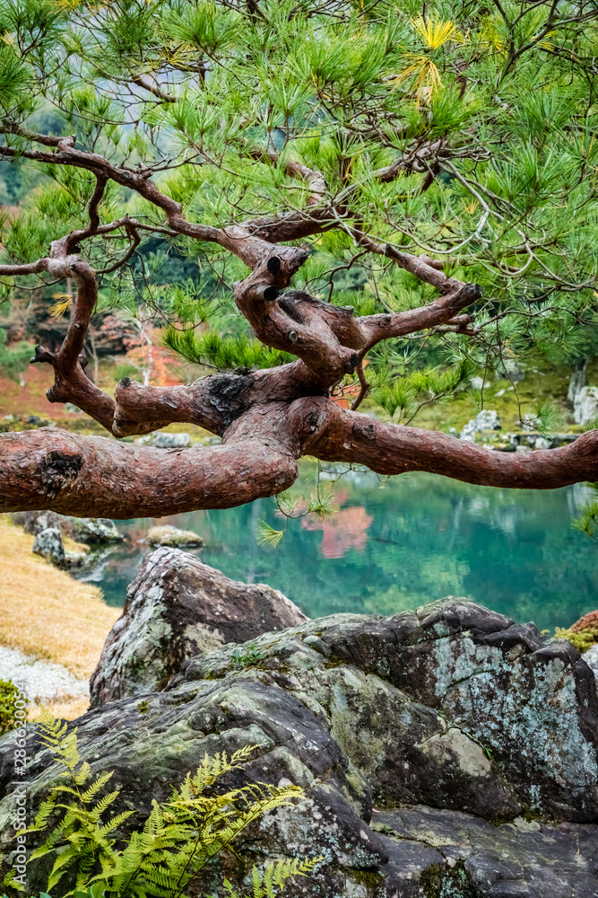 Branch of a pruned old pine tree above a rock with lichens and a fern Branch of a pruned old pine tree above a rock with lichens and a fern