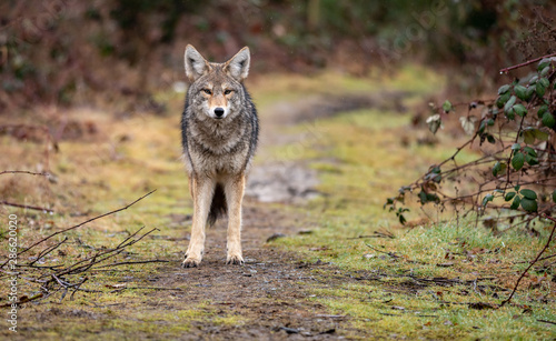 A Coyote in British Columbia Canada 