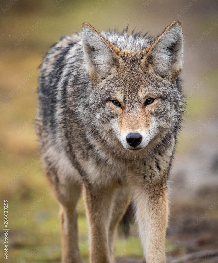 Fototapeta premium A Coyote in British Columbia Canada 