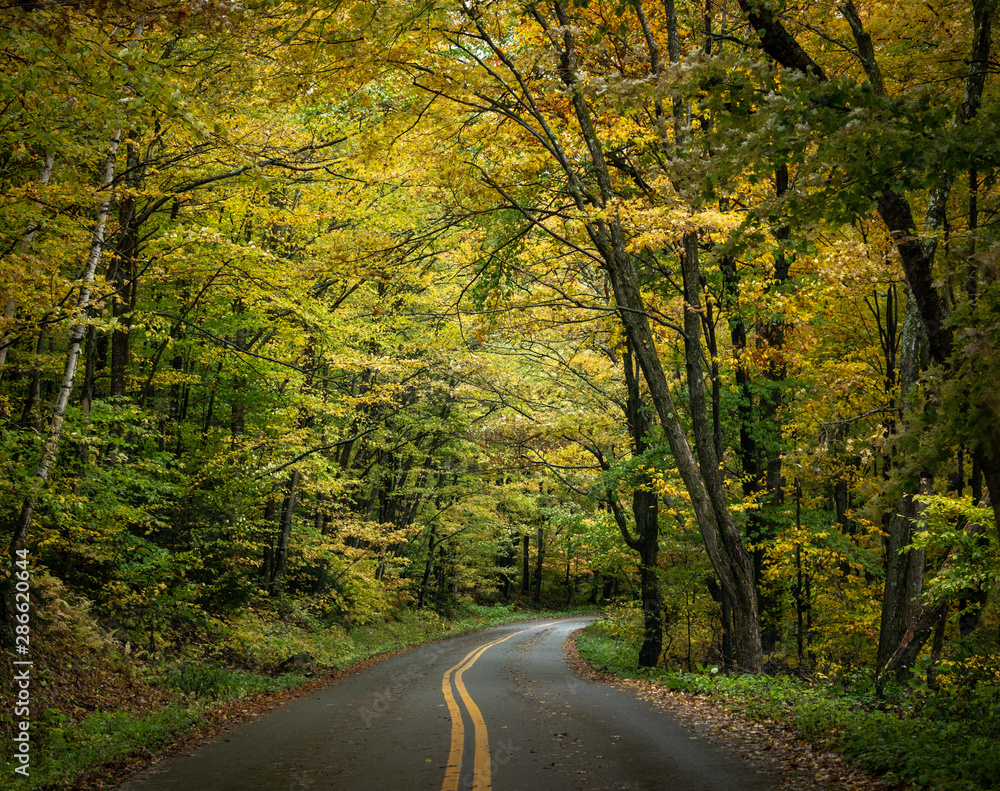 Fototapeta premium camino amarillo