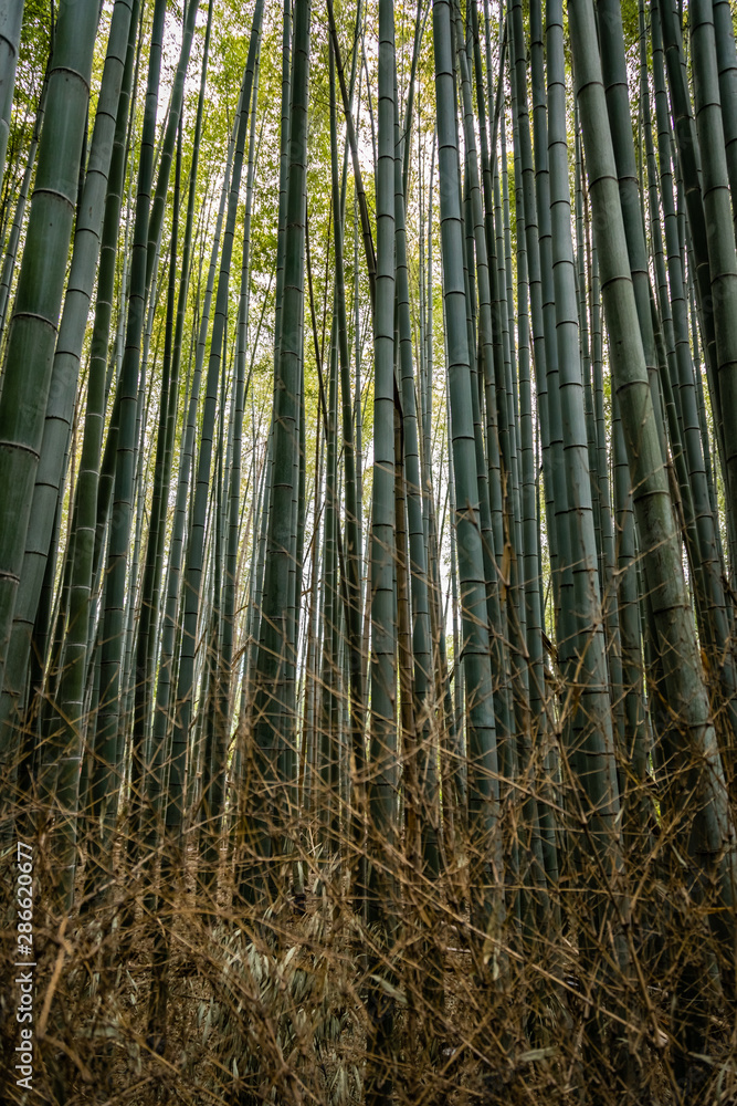 Dense Bamboo Forest