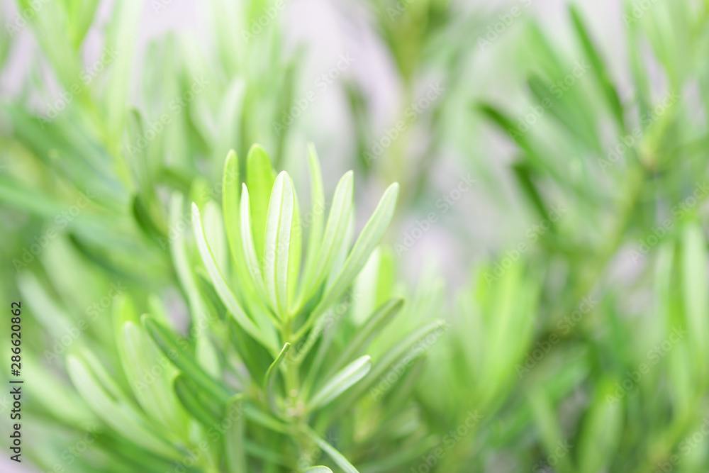 Podocarpus polystachyus green plants at outdoor Podocarpus polystachyus green plants at outdoor