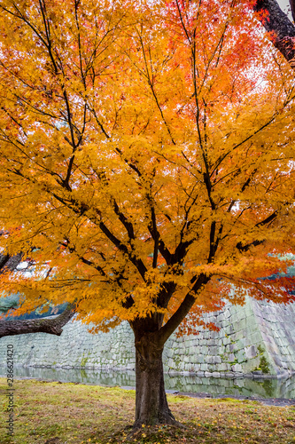Tree with bright orange leaves in front of an ancient stone wall and a calm smooth mote