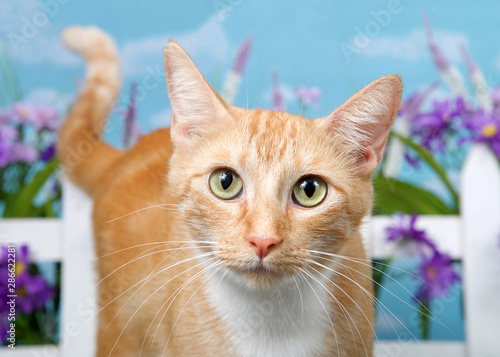 Close up of an orange and white tabby cat looking quizzically at viewer, standing in backyard garden with sky fence and flowers out of focus in background. Comical animal antics