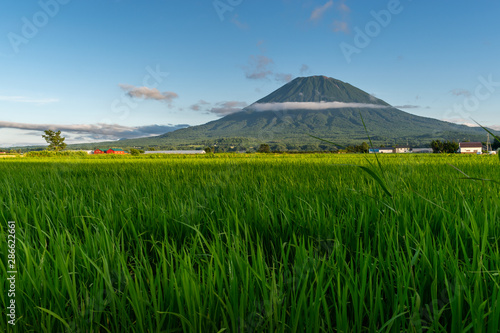 Fotografie View of Mount Yotei with green rice field in the foreground, Niseko, Japan