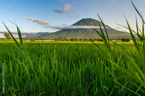 Fotografie View of Mount Yotei with green rice field in the foreground, Niseko, Japan