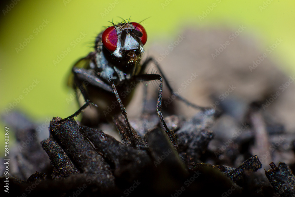 Naklejka premium insect on a leaf