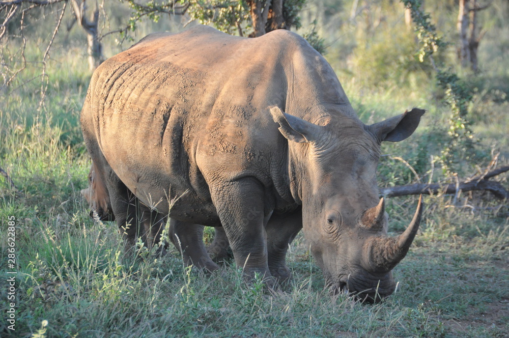 Obraz premium Rhinoceros